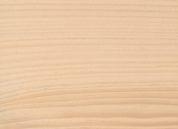 Eastern White Pine
